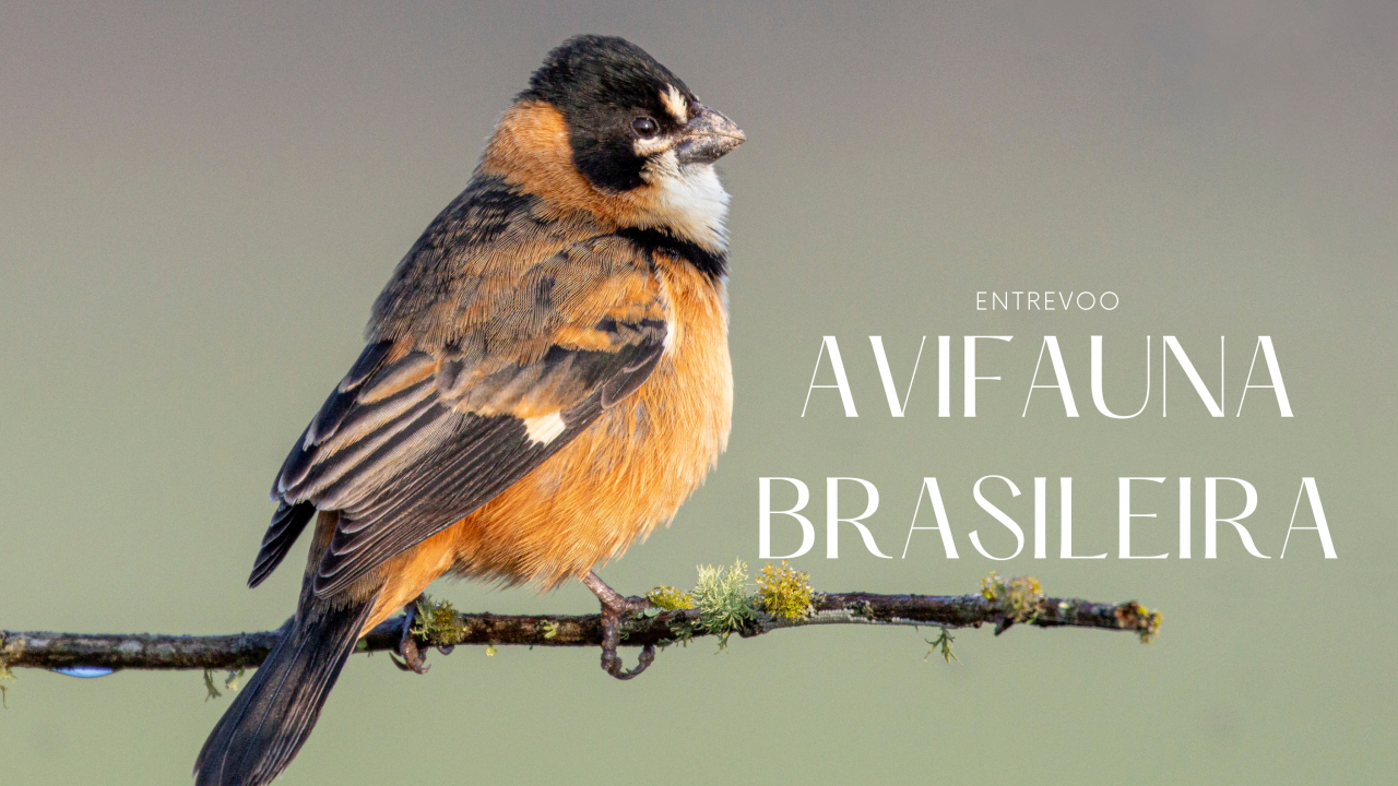 Exposi��o Entrevoo