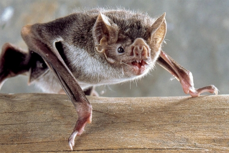 Pesquisa desenvolvida na Univates analisa percepo de estudantes de Teutnia sobre os morcegos