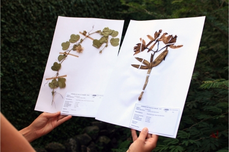 Herbrio do Vale do Taquari integra rede nacional de pesquisa de plantas, fungos e algas