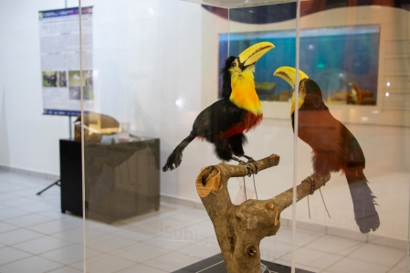 Museu de Cincias apresenta exposio sobre fauna encontrada no campus da Univates
