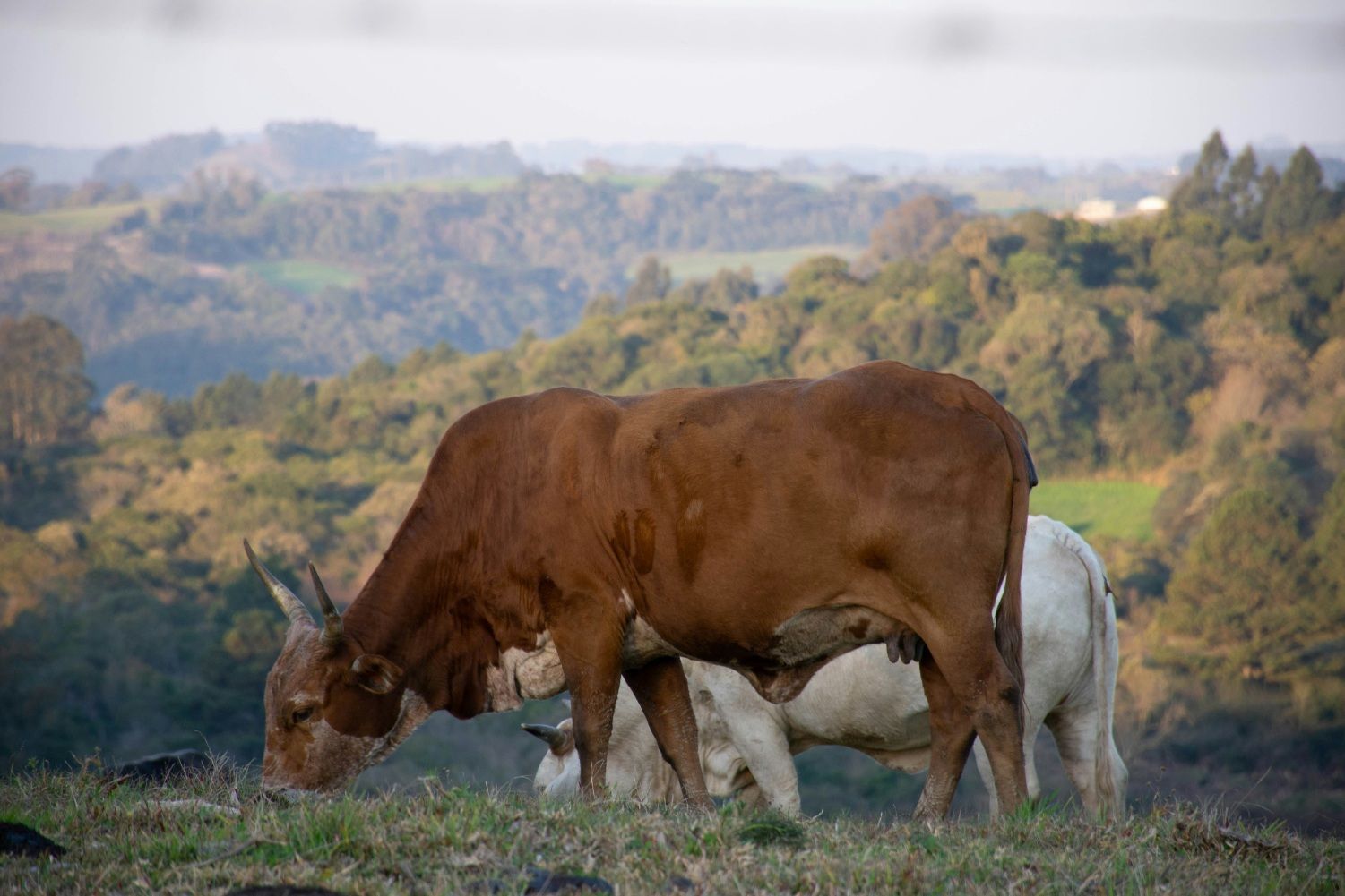 Boas práticas agrícolas elevam a qualidade do leite no Vale do Taquari e ressaltam a sustentabilidade da produção familiar