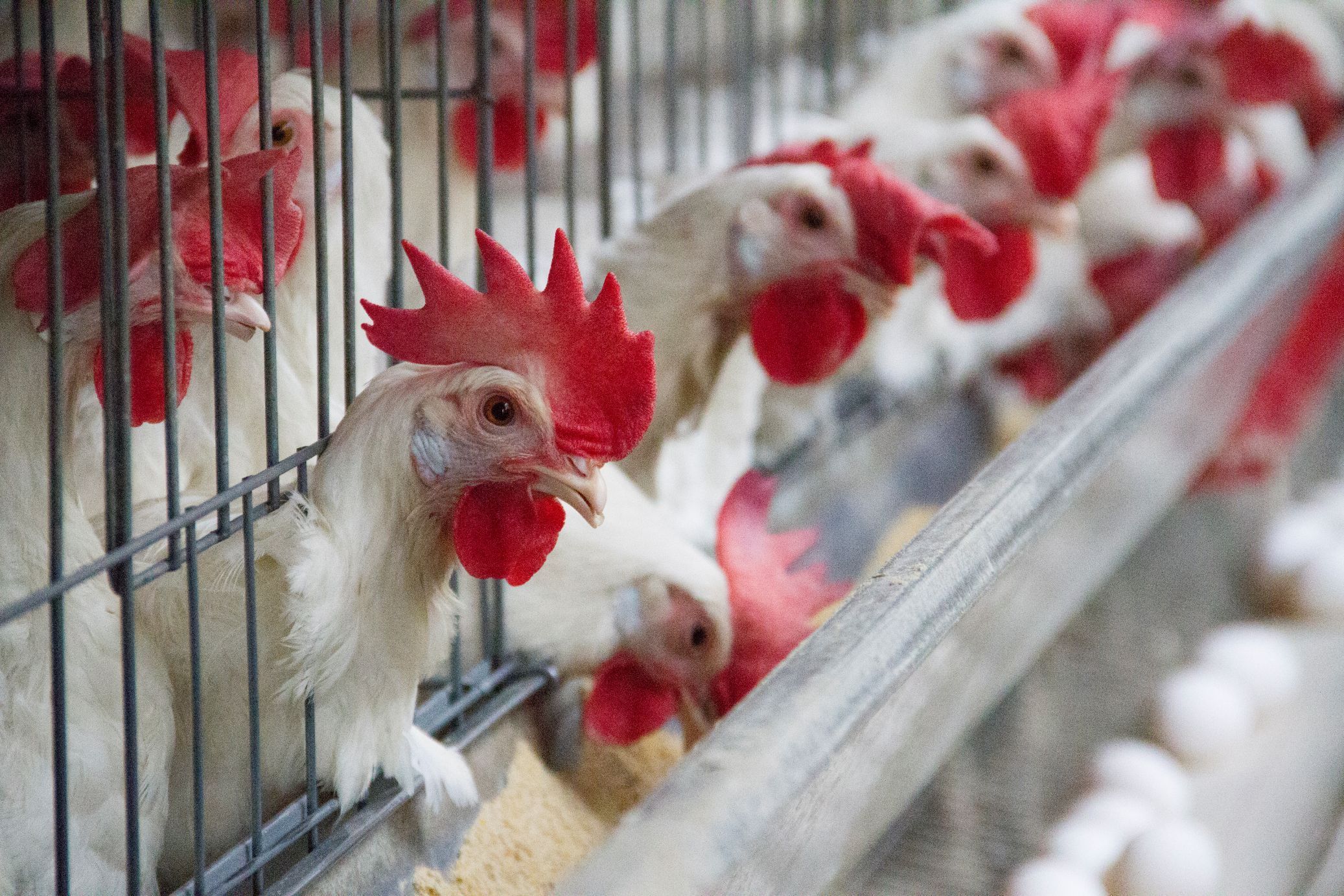 Univates seleciona bolsista para projeto de pesquisa sobre controle de ácaros na avicultura