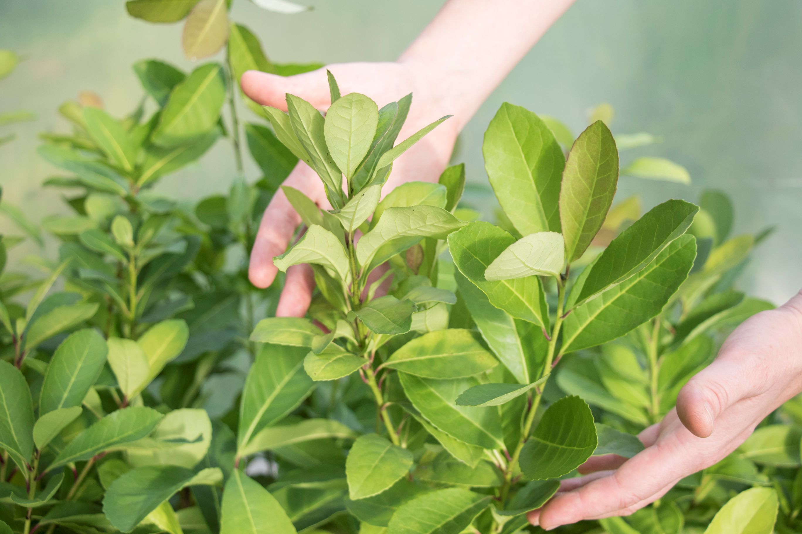 Projeto de pesquisa sobre desenvolvimento de bio-herbicida a partir da erva-mate seleciona bolsista