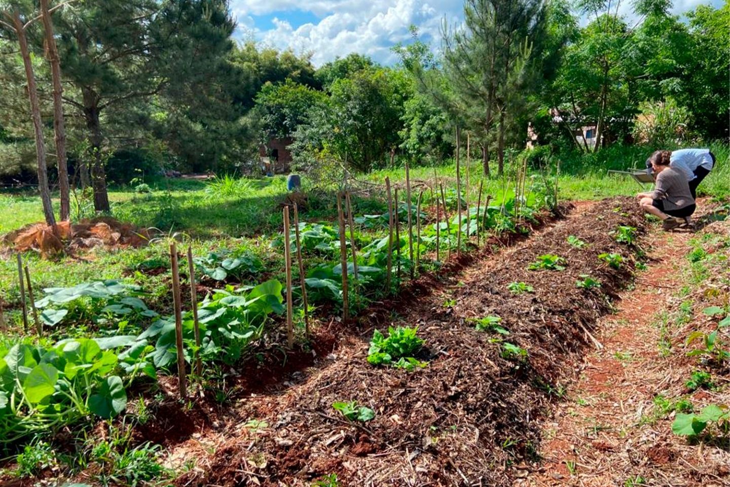 Estudantes dos cursos de Direito e de Relações Internacionais desenvolvem projeto de horta comunitária como experiência de extensão