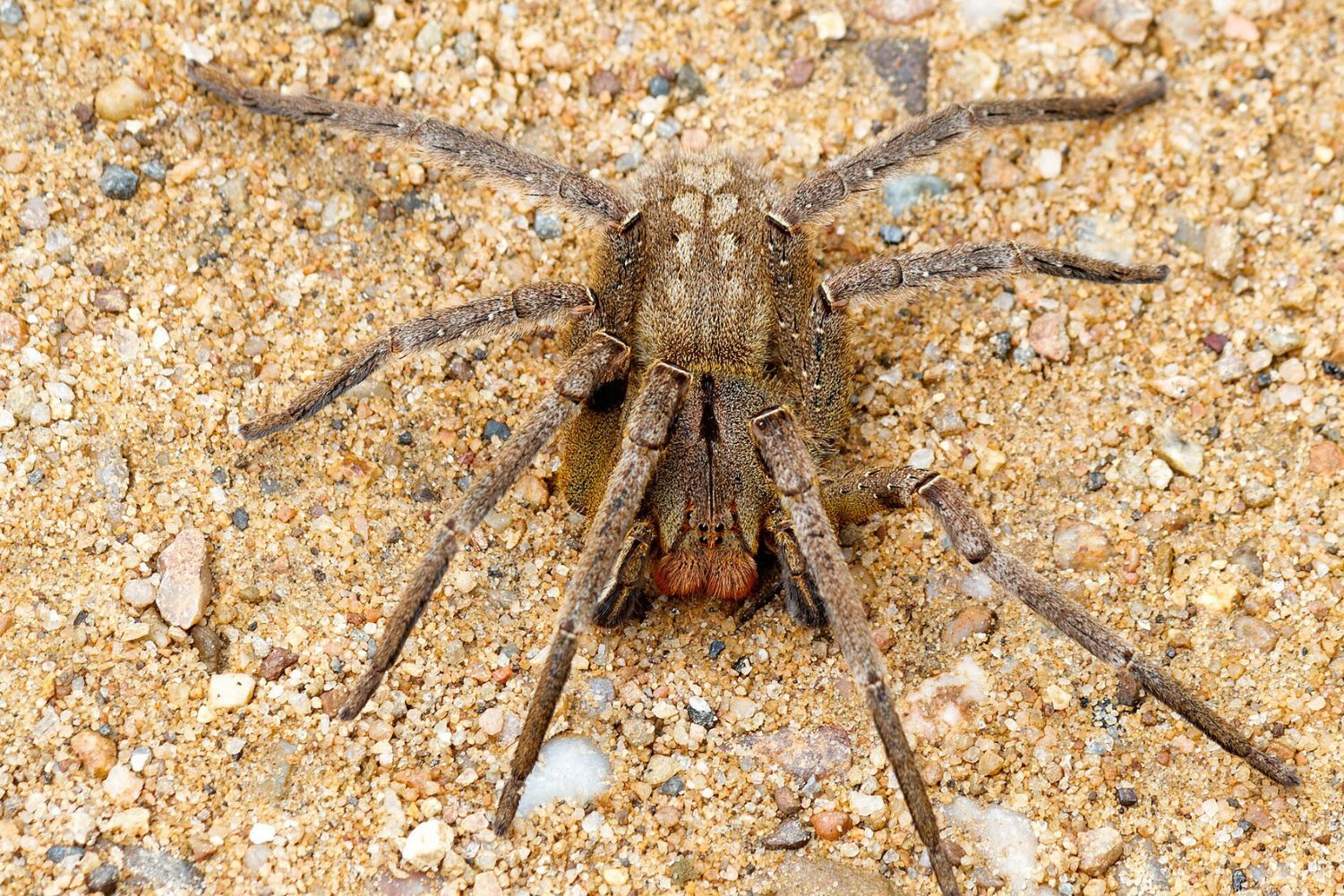 Museu de Ciências Univates apresenta biodiversidade em série de posts no Instagram