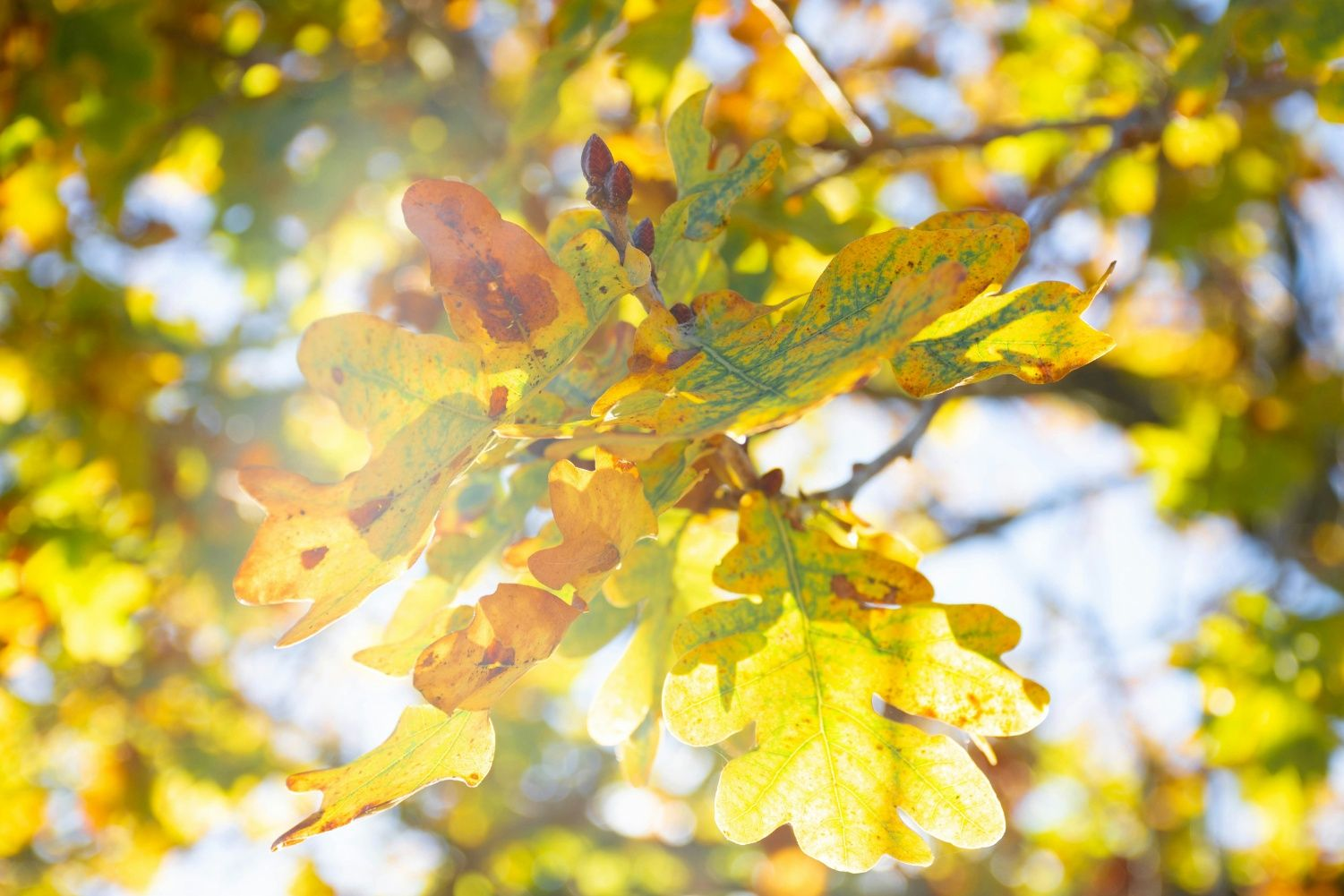 Outono de 2026 no Vale do Taquari deve ter temperaturas acima da média e chuvas irregulares