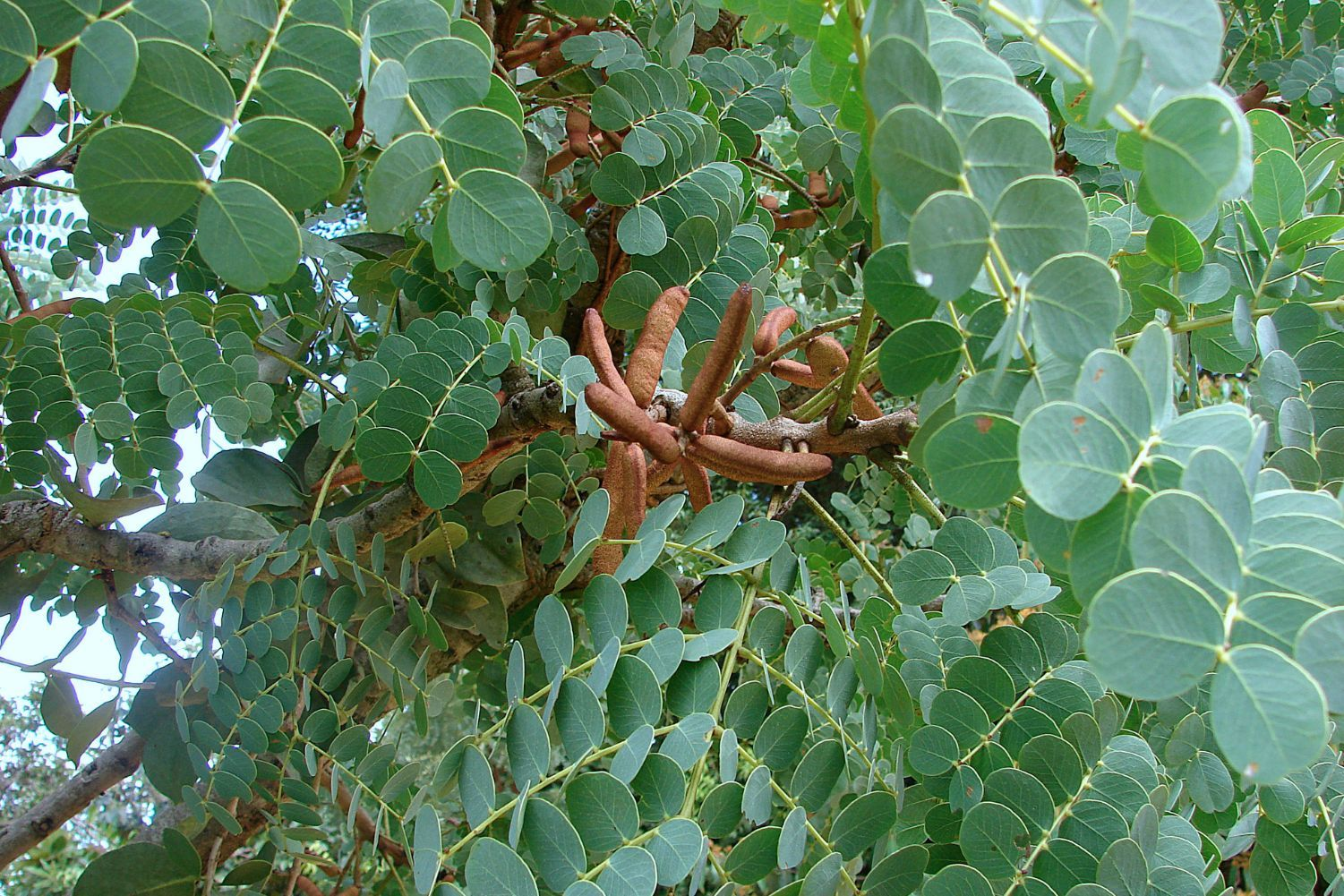 Tese de doutorado revela o saber dos "raizeiros" sobre plantas medicinais no sul da Amazônia