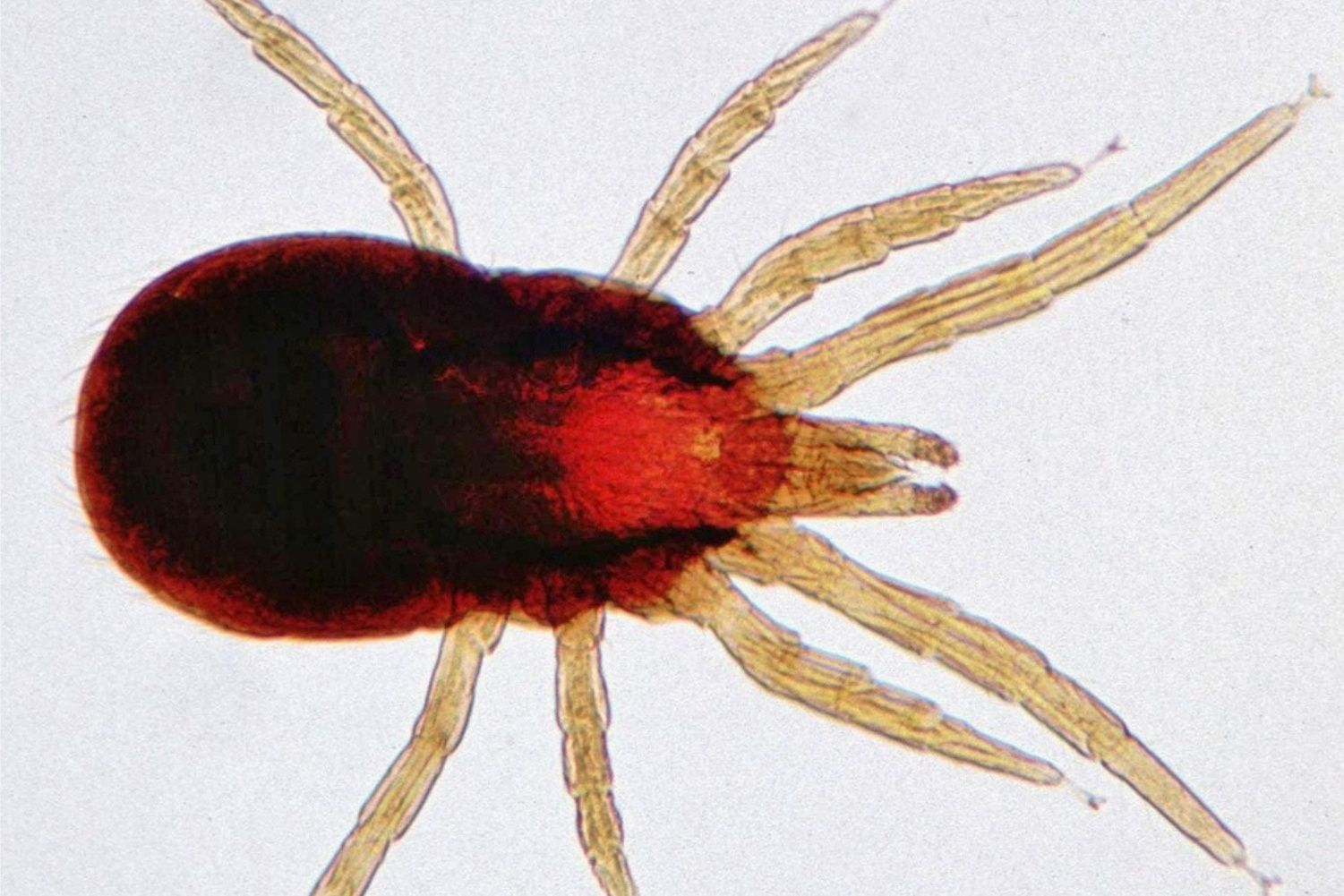 Pesquisa inédita da Univates revela como bactérias do ácaro vermelho das aves evoluem ao longo do ciclo das galinhas e aponta riscos à saúde