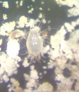 Blomia tropicalis