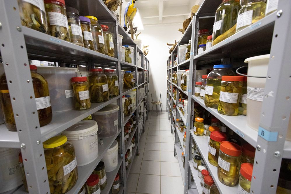 Museu tem coleções didáticas (como a da foto) e científicas