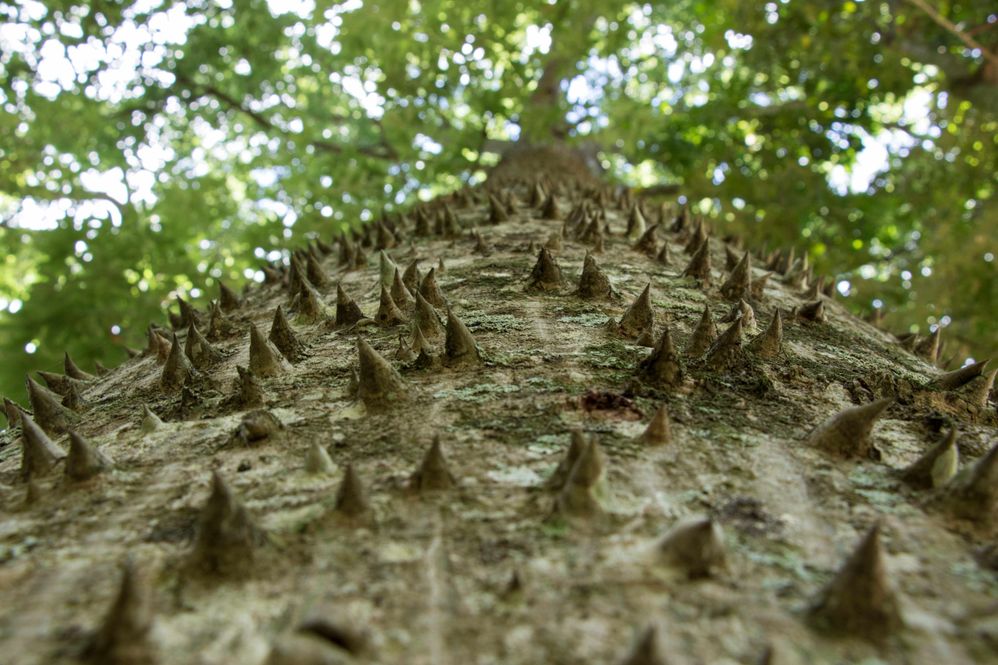 Ceiba speciosa no campus da Univates