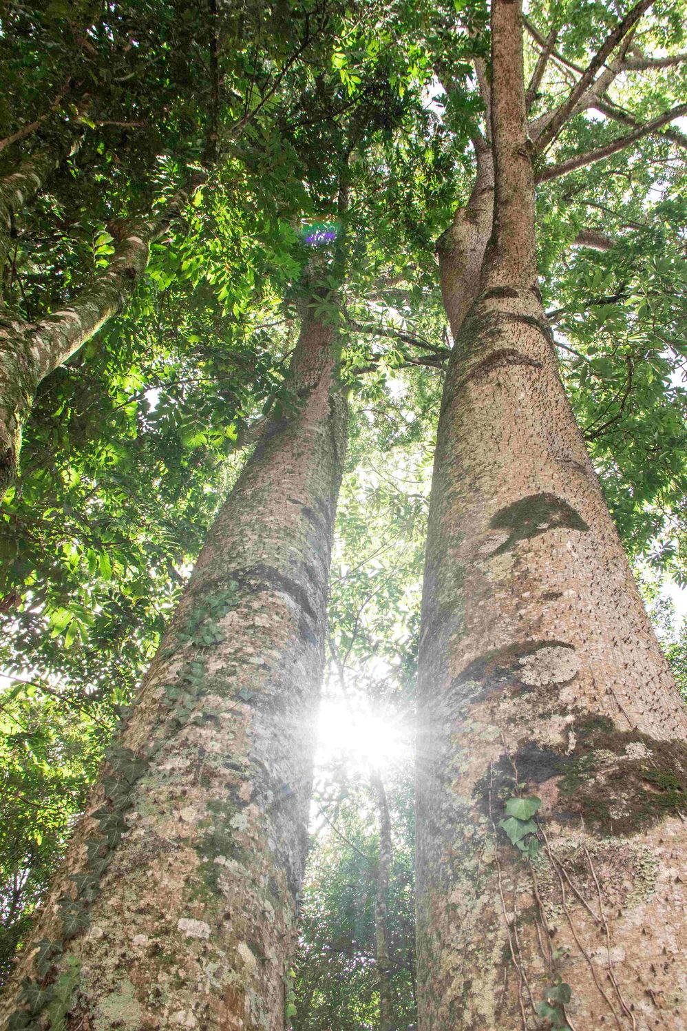 Ceiba speciosa