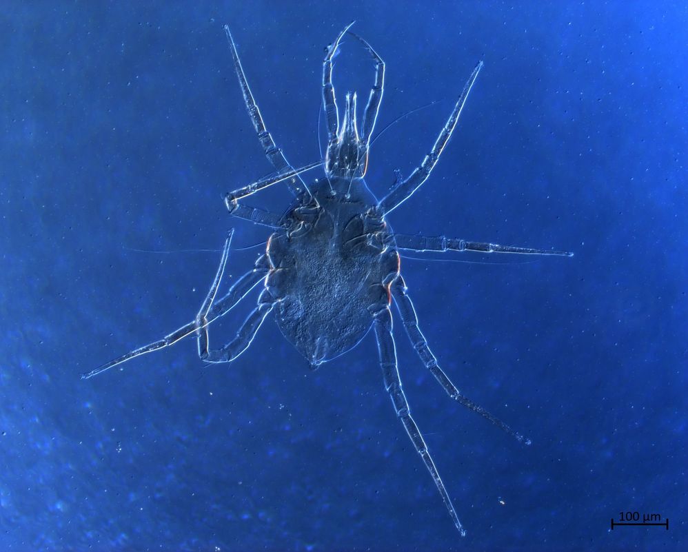 Rubroscirus grilloi