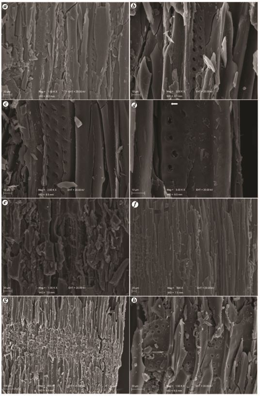 Imagens de microscópio de macro-charcoal da Than Formation (Dhrangadhra Group, Saurashtra Basin)
