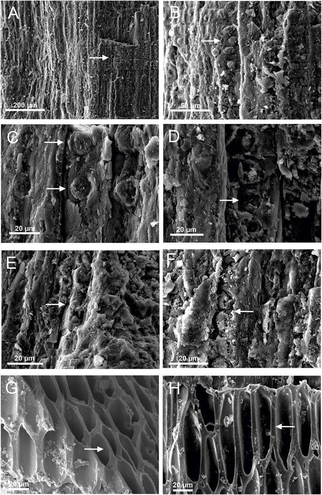 Imágenes de madera carbonizada analizadas bajo un microscopio