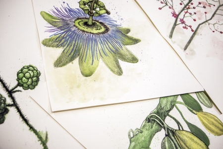 Diplomado expe ilustraes na Univates