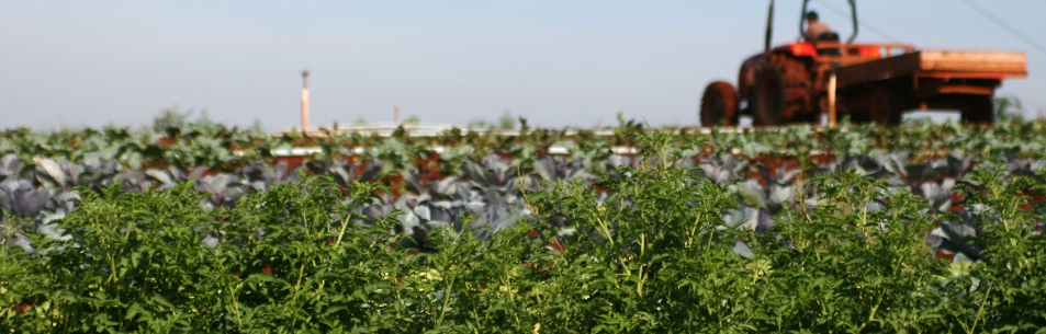 Negócios Agroindustriais (administração)