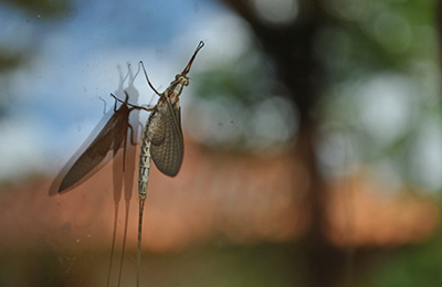 Fotografia: A natureza que no vemos