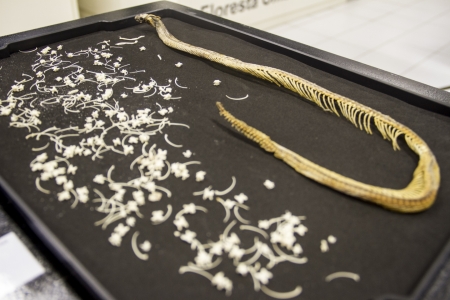 Serpentes so tema da nova exposio do Museu de Cincias Naturais