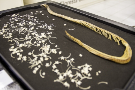 Serpentes são tema da nova exposição do Museu de Ciências Naturais