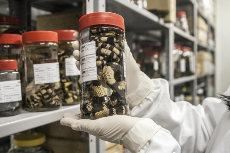Museu de Ciências Naturais da Univates publica coleções no SiBBr