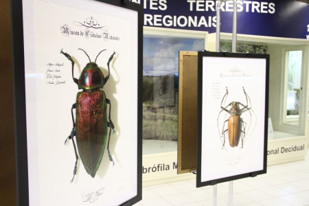 MCN recebe a exposição “Infinitas Formas de Grande Beleza”