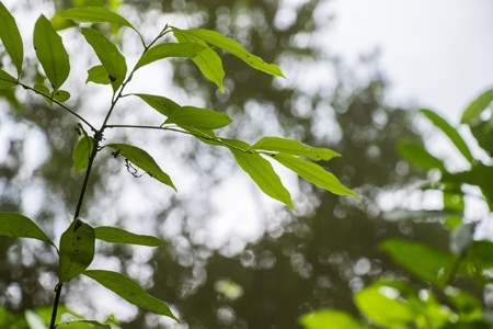 Estudo busca alternativas de combate a infraes ambientais