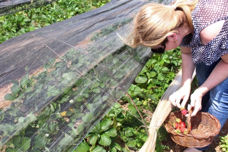 Pesquisas da Univates so divulgadas em evento internacional que aborda produo de alimentos