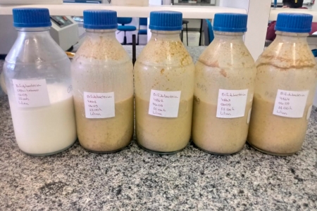 Produto lcteo enriquecido com farinha de mamozinho-do-mato foi encaminhado para pedido de patente