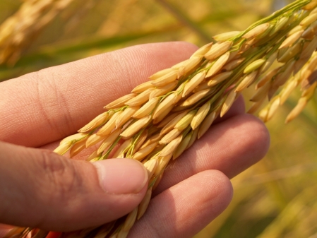 Estudo do PPGBiotec identifica protenas associadas  tolerncia do arroz a caros fitfagos