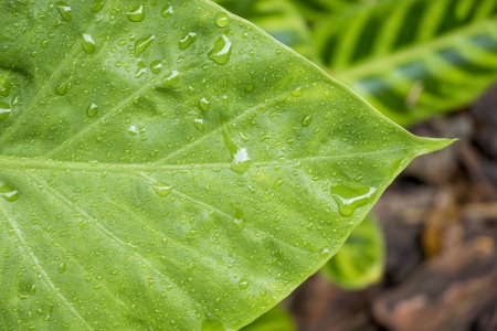 A pesquisa cientfica como aliada para preservao do meio ambiente