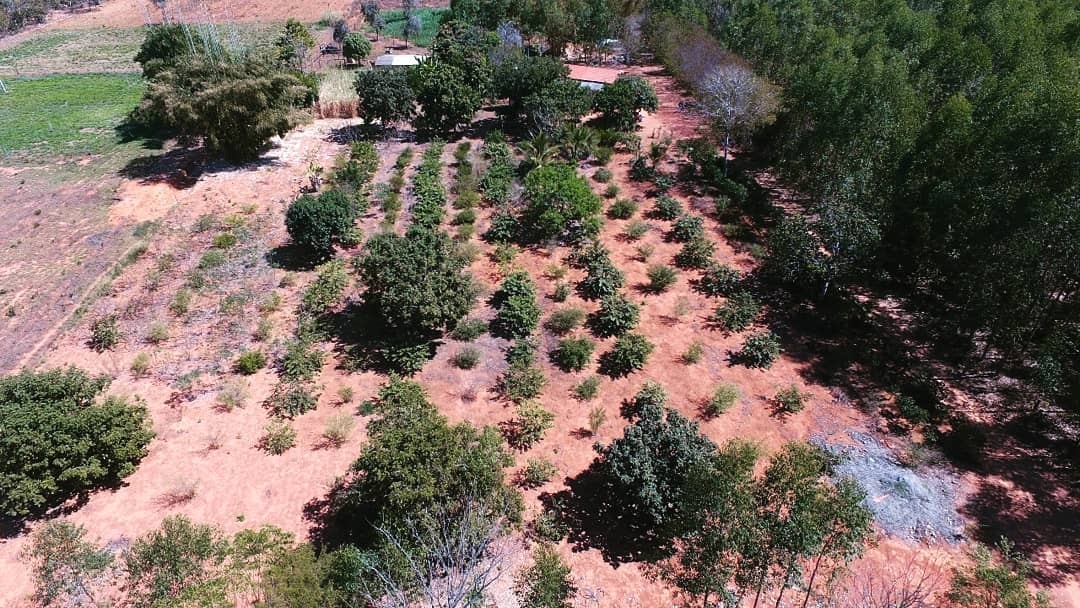 Foto aérea do plantio de acerola e goiaba do produtor Djalma Cardoso da Comunidade Mangues, no município de Arinos/MG.