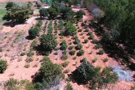 Agroextrativismo incentiva a preservao do Cerrado, aponta pesquisa da Univates