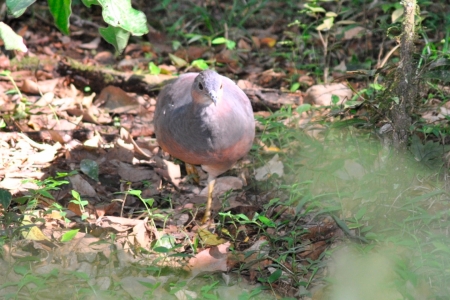 Estudo em parceria com a Univates faz levantamento populacional do ja-do-litoral, ave criticamente ameaada de extino