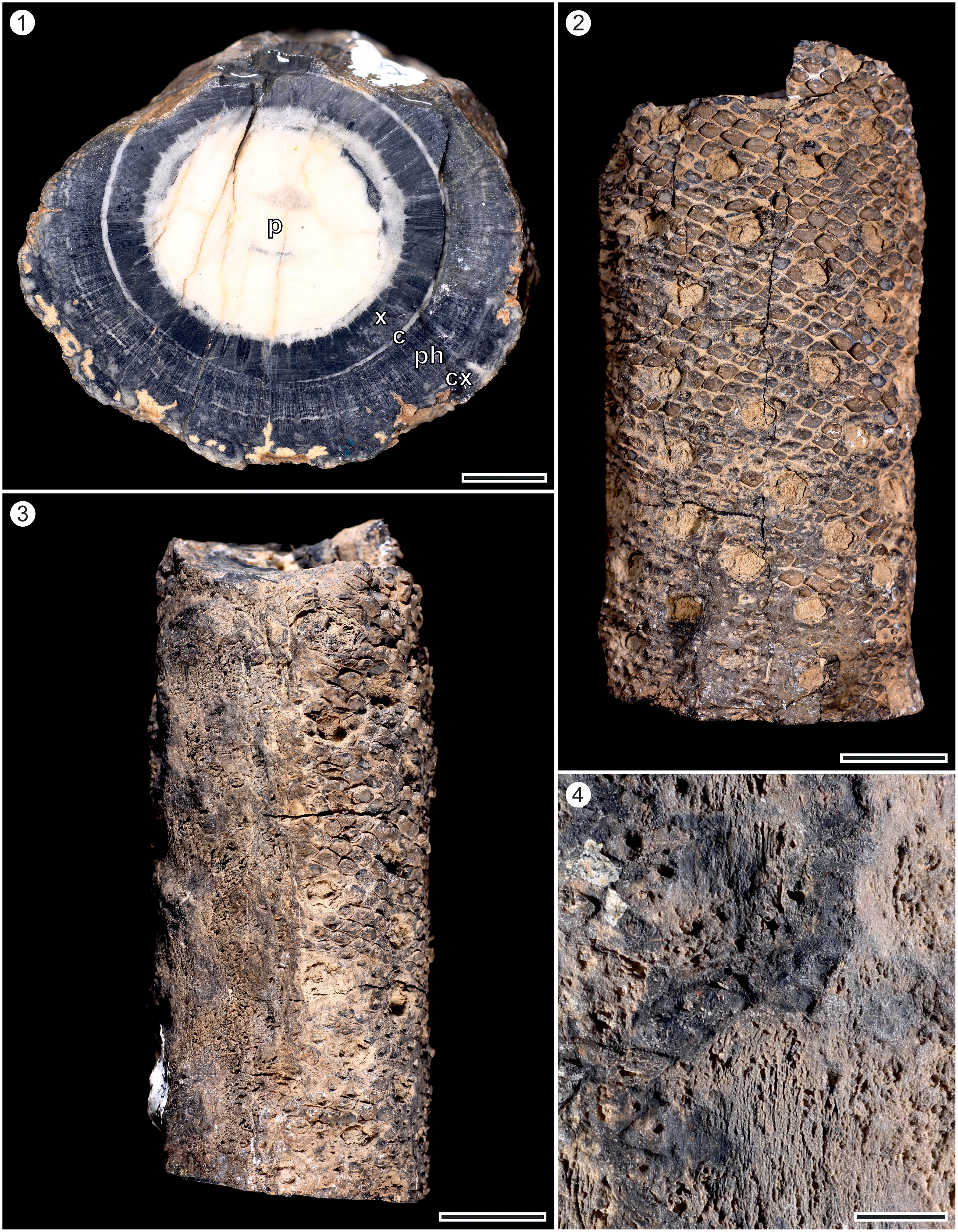 F�ssil da Iratinia australis