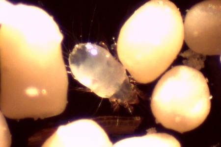 Estudo da Univates faz o primeiro registro de reaes alrgicas a caro em galinhas poedeiras