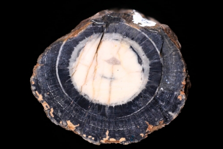 Scientists Find a Fossilized Ancestor of ‘Dinosaur Food’ - From The New York Times