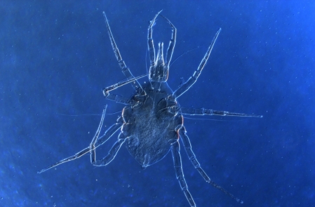 Duas novas espcies de caros so nomeadas em homenagem a ex-professores da Univates