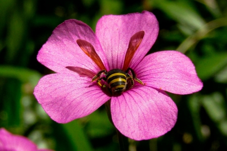 Encontro de Botnicos do Sul do Brasil se encerra com divulgao de ilustraes e fotografias premiadas