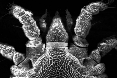 Atuao da Univates na rea de acarologia por meio do PPGSAS  destaque em simpsio brasileiro