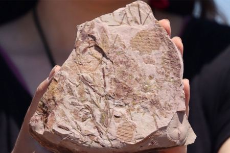 Mais de 30 espécimes de fósseis são analisados em laboratório da Univates