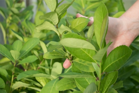 Pesquisa da Univates aponta que folhas de erva-mate apresentam potencial como herbicida natural