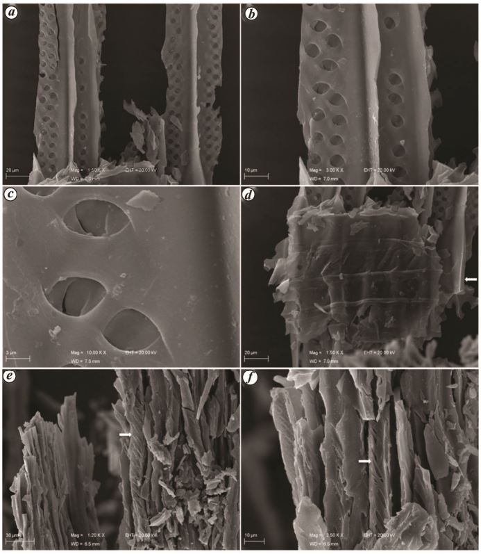 Imagens de microscópio de macro-charcoal da Than Formation (Dhrangadhra Group, Saurashtra Basin)