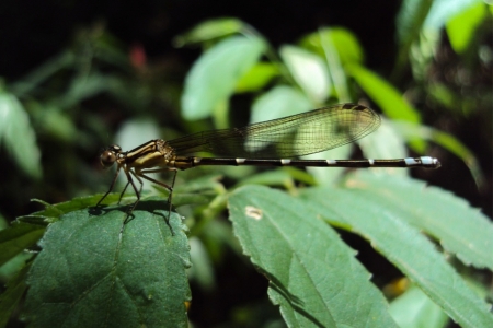 Estudo conclui que ao humana e a prpria composio de espcies limitam a distribuio de liblulas no Pampa gacho