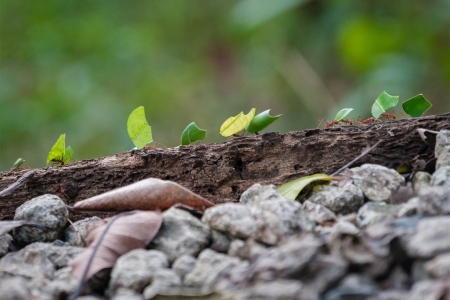 Ratos, formigas e gafanhotos: a influncia dos animais na provncia jesutica do Paraguay, entre os sculos XVII e XVIII,  tema de pesquisa