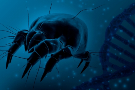 Projeto de pesquisa utiliza diferentes ferramentas para o controle biolgico de caros