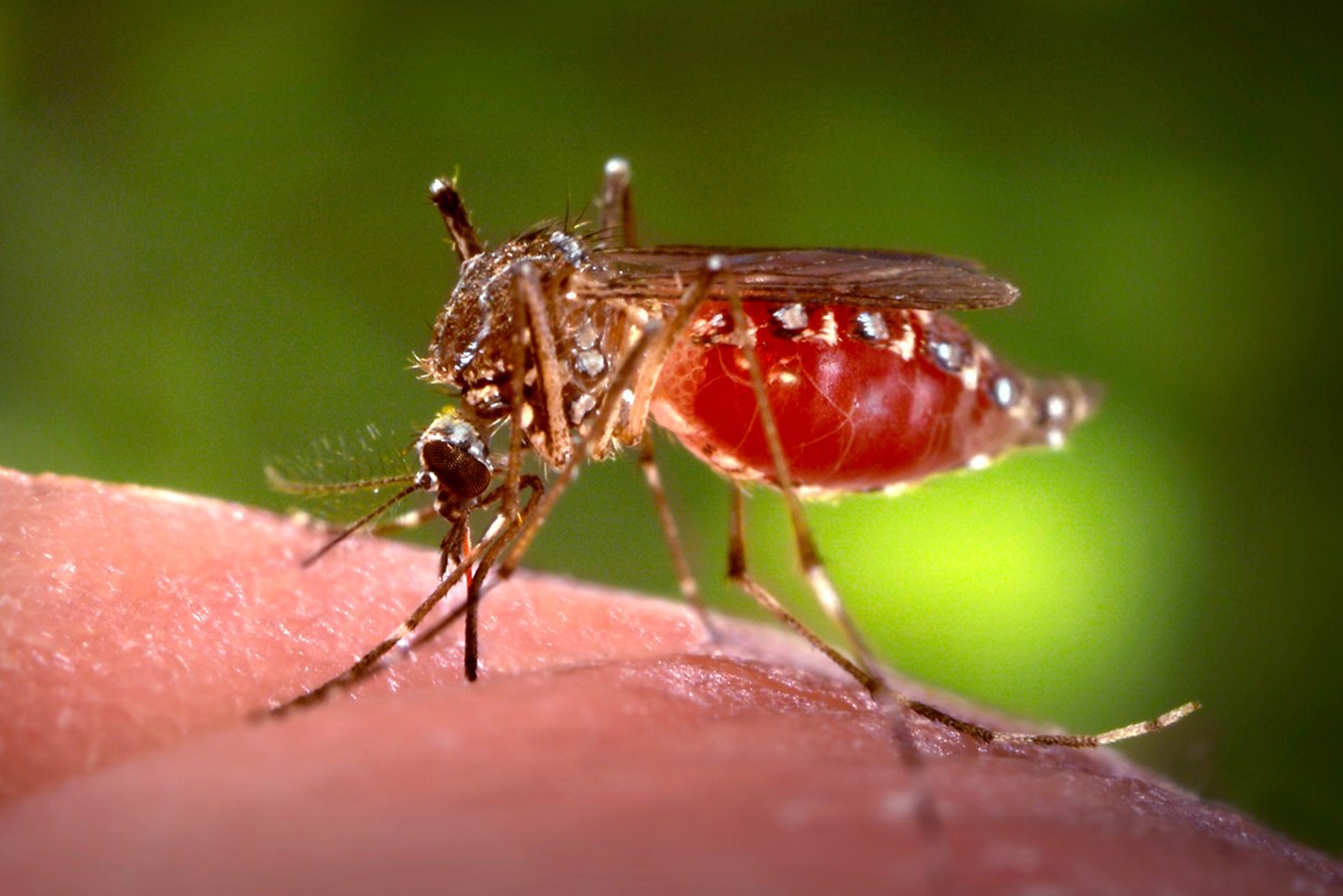 Aedes aegypti