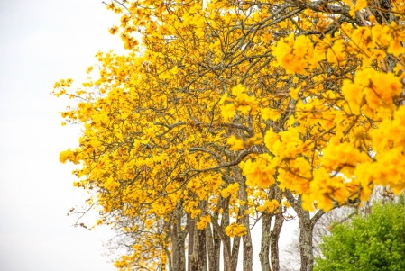 Primavera na regio deve ter chuva abaixo da mdia e atuao do La Nia, aponta boletim do NIH da Univates