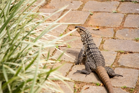 Estudante solicita colaborao da comunidade para realizar levantamento de rpteis e anfbios no campus da Univates
