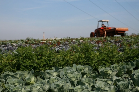 TCC analisa a sucesso familiar de propriedades rurais no municpio de Coqueiro Baixo